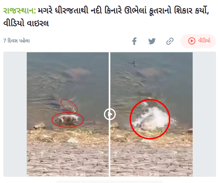 Factcheck :- crocodile attacking a stray dog video viral