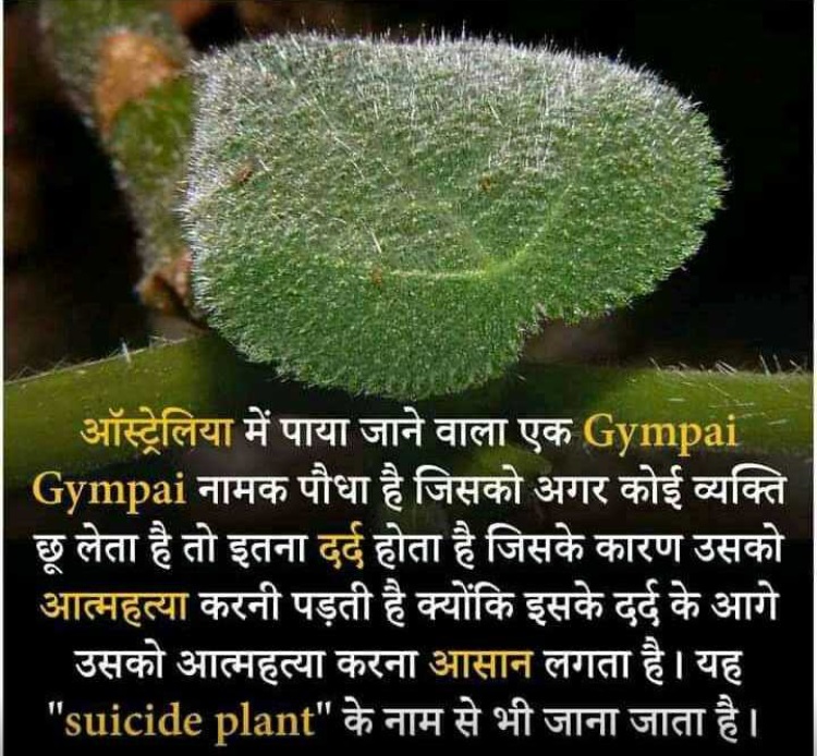 जिमपाई नामक पौधे