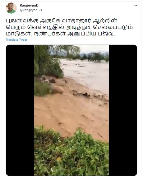 வெள்ளம் காரணமாக மாடுகள் ஆற்றில் அடித்துச் செல்லும் வீடியோ - 1