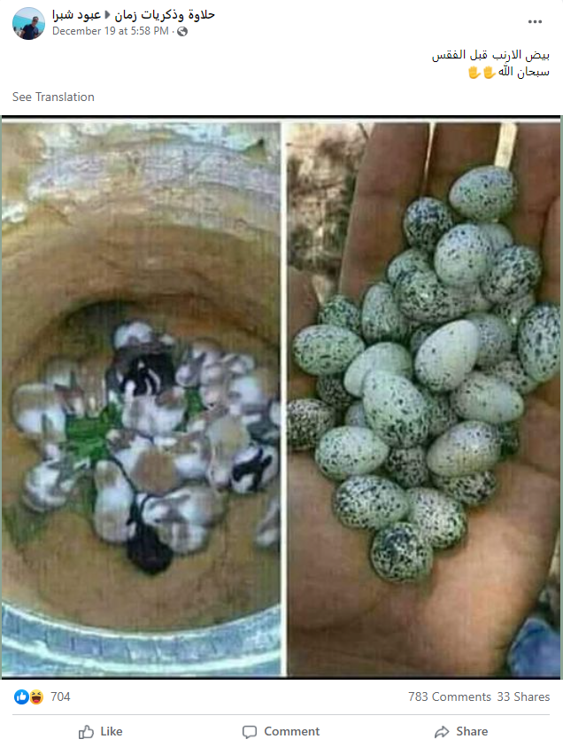 خرگوش انڈا نہیں دیتی بلکہ وہ بچہ جنتی ہے۔