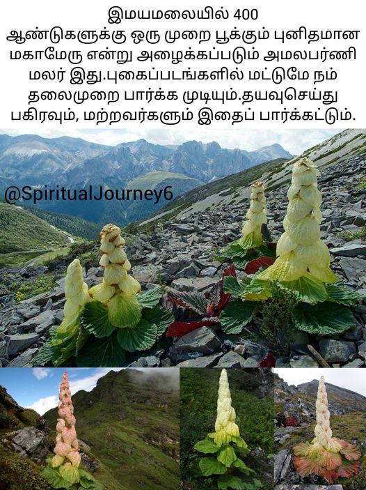 இமயமலையில்