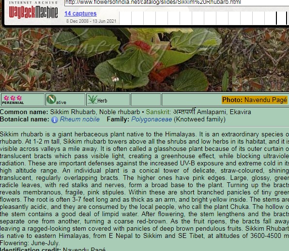 Details on the Mahameru flower 