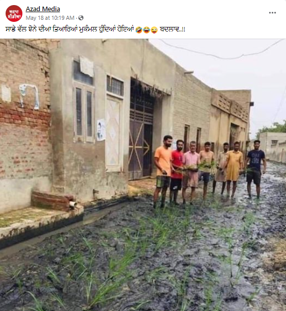 ਗਲੀ ਵਿੱਚ ਲਗਾਏ ਗਏ ਝੋਨੇ ਦੀ ਪੁਰਾਣੀ ਤਸਵੀਰ ਮੁੜ ਤੋਂ ਹੋਈ ਵਾਇਰਲ