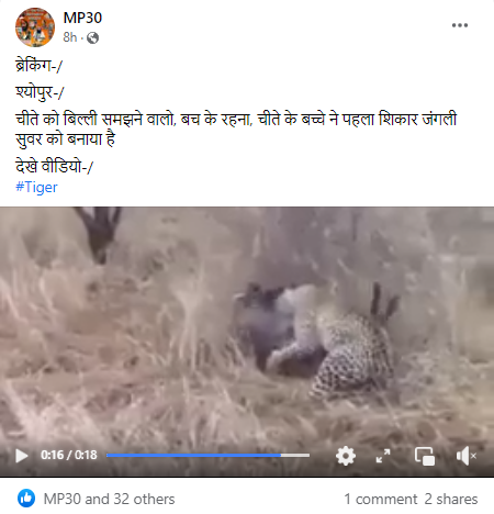 सूअर का शिकार