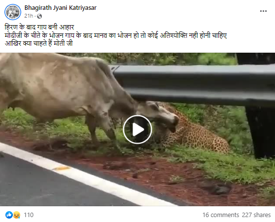 नामीबिया से आए चीते हिरण के बाद अब गाय भी खाने लगे हैं.