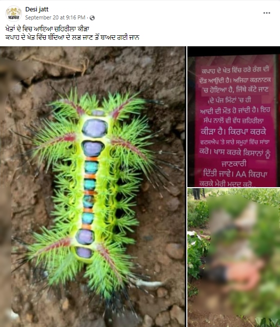 ਕੀ ਇਸ ਕੀੜੇ ਦੇ ਕੱਟਣ ਤੋਂ ਬਾਅਦ ਹੋ ਜਾਂਦੀ ਹੈ ਮੌਤ