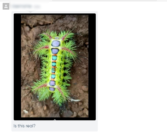 ਕੀ ਇਸ ਕੀੜੇ ਦੇ ਕੱਟਣ ਤੋਂ ਬਾਅਦ ਹੋ ਜਾਂਦੀ ਹੈ ਮੌਤ