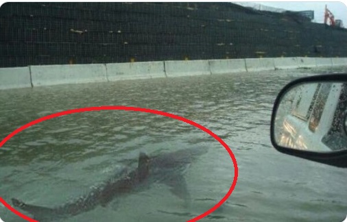 Viral photo of shark swimming in flooded Florida street is an old, photoshopped picture that has been doing the rounds of social media since 2011. The original picture was taken in 2003.