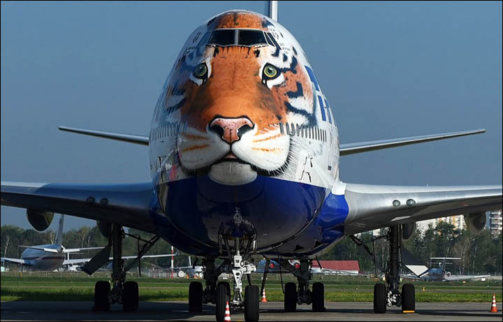 The painting on the nose of the aircraft being used to translocate the cheetahs to India is a tiger and not a cheetah.  The aircraft is not owned by an Indian carrier and was not specially painted for the occasion.