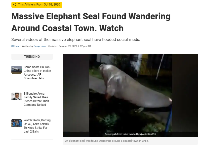 ਹਰੀਕੇਨ ਤੂਫਾਨ ਕਾਰਨ ਸਮੁੰਦਰ ਛੱਡ ਫਲੋਰੀਡਾ ਦੇ ਸ਼ਹਿਰ ਵਿੱਚ ਦਾਖ਼ਲ ਹੋਇਆ ਸੀਲ