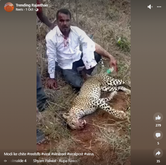 सोशल मीडिया यूजर्स एक वीडियो शेयर कर इसे नामीबिया से आए चीतों का बता रहे हैं.