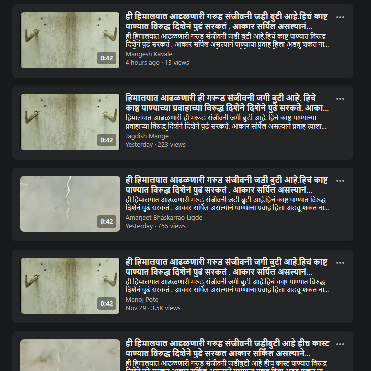 हिमालयात आढळणाऱ्या जडी बुटीचा व्हिडीओ पाहिलात का? जाणून घ्या सत्य काय आहे