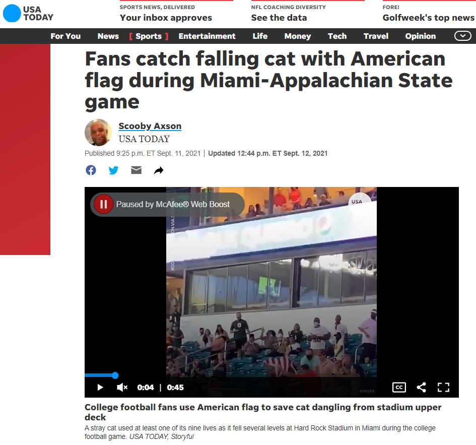 لٹکتی ہوئی بلی کی ویڈیو