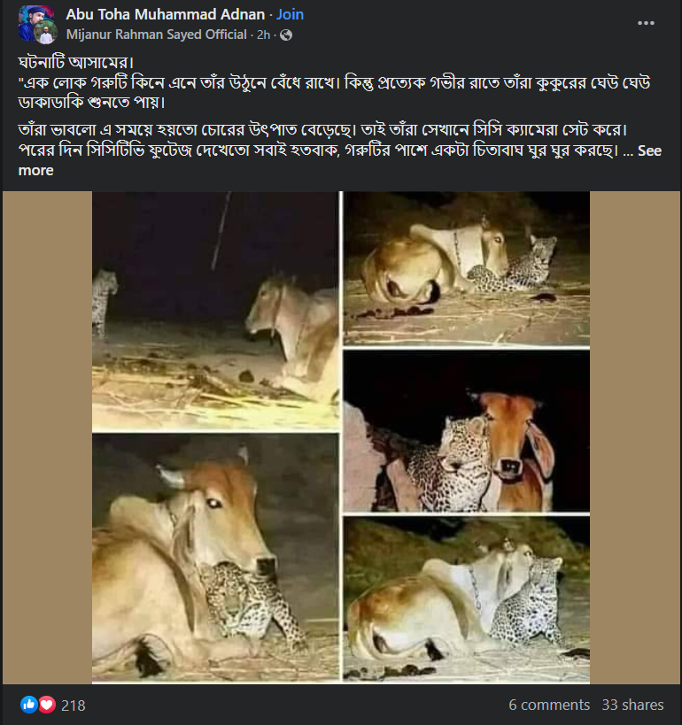 গরু ও চিতাবাঘের ছবি  image1