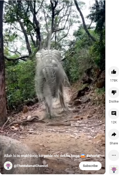 حیرت انگیز مخلوق کی یہ ویڈیو انسان کی بنائی ہوئی ہے۔