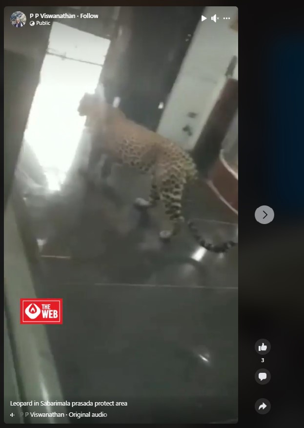 Leopard In Kitchen 