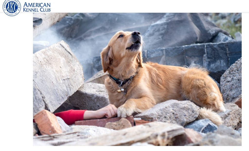 ਕੁੱਤੇ ਦੀ ਤਸਵੀਰ ਸਾਲ 2018 ਦੀ ਹੈ