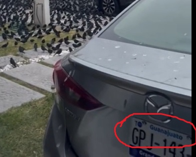 ஜப்பானில் தெருக்களில் ஆயிரக்கணக்கான காகங்கள் சூழ்ந்ததாக ஊடகங்களில் வந்தச் செய்தி