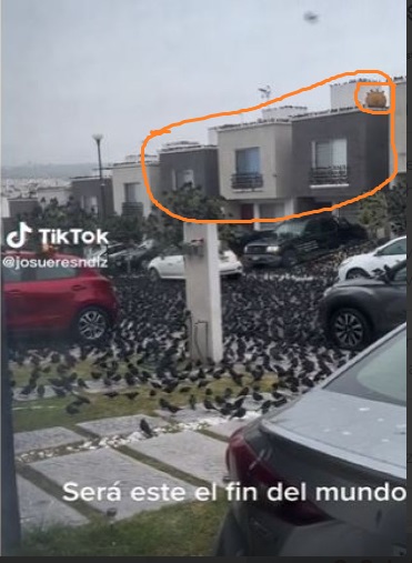 Video of birds invading a neighbourhood in Mexico falsely claimed to be from Japan