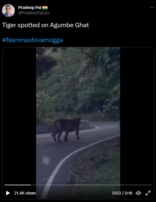 ಆಗುಂಬೆ ಘಾಟಿ ರಸ್ತೆಯಲ್ಲಿ ಹುಲಿ ಕಾಣಿಸಿಕೊಂಡಿದೆ
