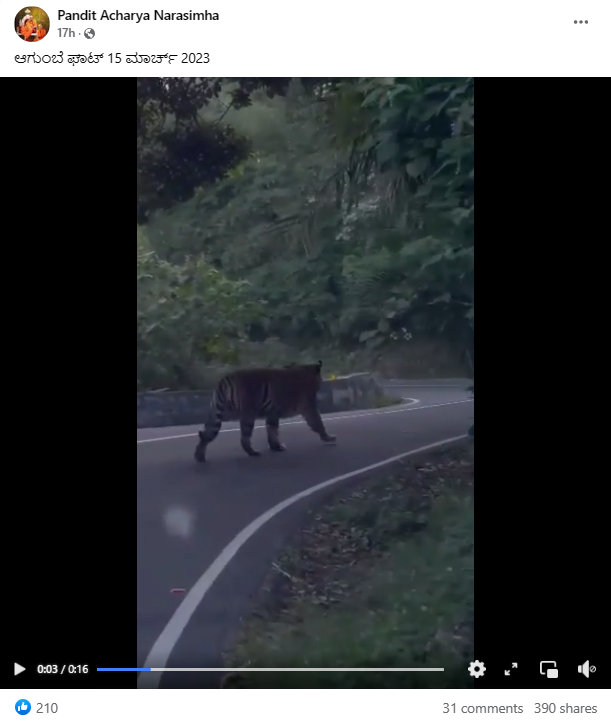 ಆಗುಂಬೆ ಘಾಟಿ ರಸ್ತೆಯಲ್ಲಿ ಹುಲಿ ಕಾಣಿಸಿಕೊಂಡಿದೆ