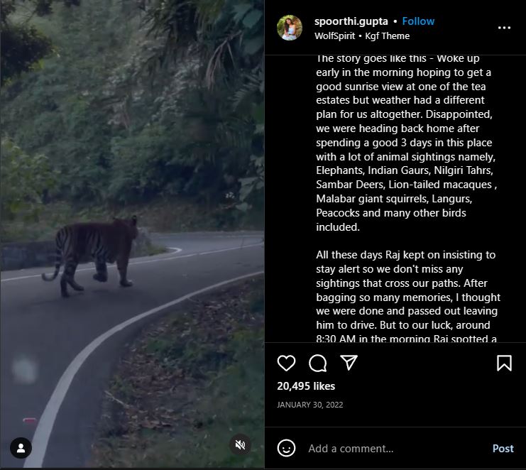 ತಮಿಳುನಾಡಿನ ವಾಲ್ಪಾರೈನಲ್ಲಿ ಕಾಣಿಸಿಕೊಂಡ ಹುಲಿ