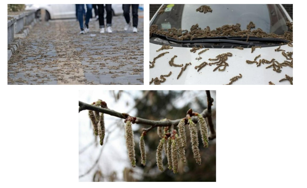 Fact Check: चीनमध्ये पडला 'अळ्यांचा पाऊस'? व्हायरल व्हिडिओमागील सत्य येथे जाणून घ्या