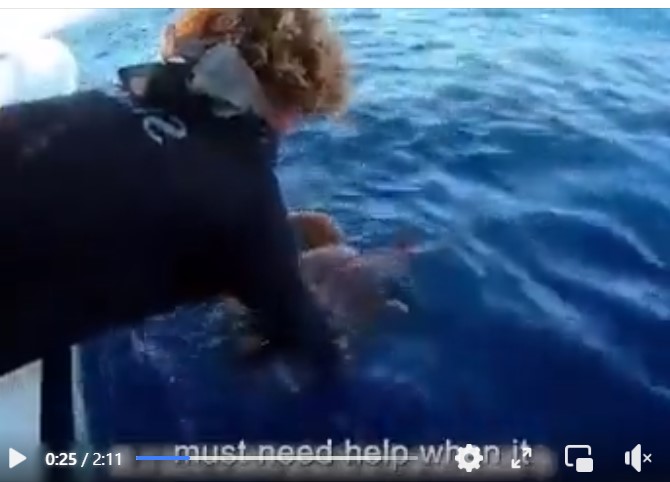 From the viral video