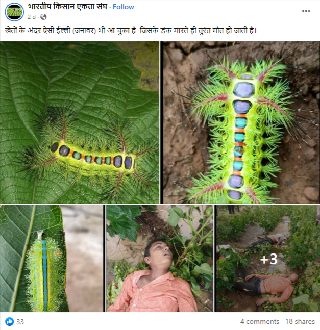 सोशल मीडिया पर ई दावा कईल जाता कि खेत में अईसन कीड़ा आ गईल बा जवने के कटले से तुरंत मौत हो जाला.