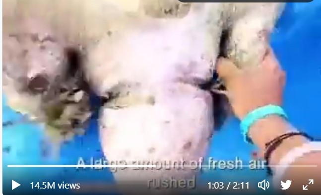 From the viral video