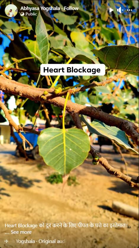 Fact Check: पिंपळाच्या पानांच्या सेवनाने हार्ट ब्लॉकेजच्या समस्येपासून सुटका मिळू शकते का? येथे वाचा सत्य