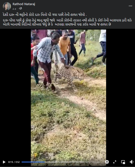 દીપડો દારૂ પી ગયો