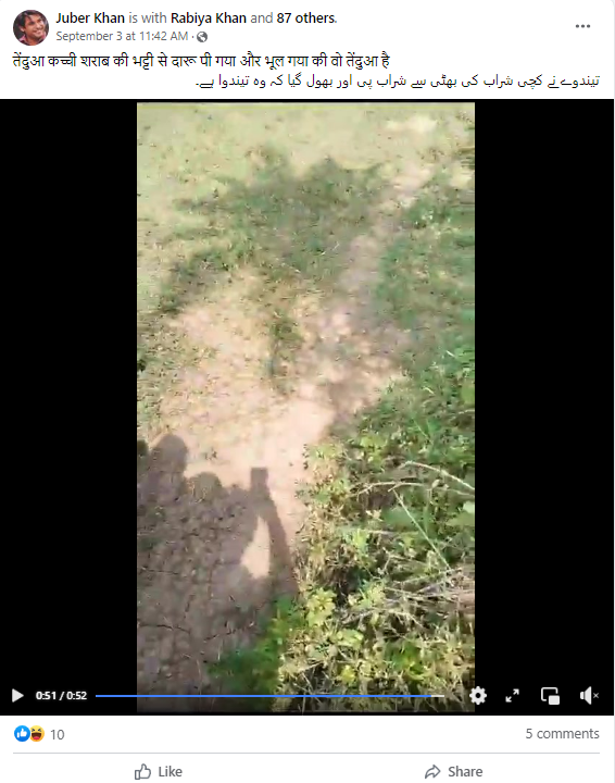 کچی شراب پینے سے تیندوئے کی یہ حالت نہیں ہوئی بلکہ اعصابی مرض کی وجہ سے ہوئی ہے۔