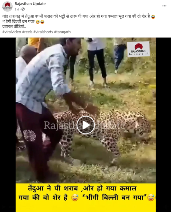 तारागढ़ मे एक तेंदुए ने कच्ची शराब पी ली. 