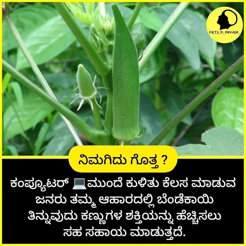 Fact Check: ಕಂಪ್ಯೂಟರ್ ಮುಂದೆ ಕೆಲಸ ಮಾಡುವವರು ಬೆಂಡೆಕಾಯಿ ತಿಂದರೆ ಕಣ್ಣಿನ ಶಕ್ತಿ ಹೆಚ್ಚುತ್ತದೆ ಎಂಬುದು ನಿಜವೇ?