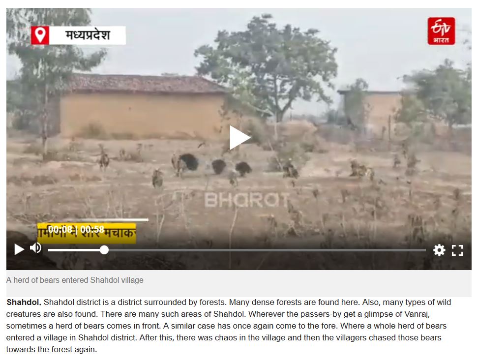 Fact Check: ಕರಡಿಗಳ ಹಿಂಡು ಅಯೋಧ್ಯೆ ತಲುಪಿದೆ ಎಂದ ವೈರಲ್‌ ವೀಡಿಯೋ ಮಧ್ಯಪ್ರದೇಶದ್ದು!