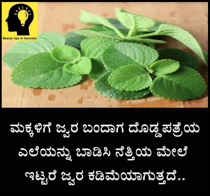 Fact Check: ಬಾಡಿಸಿದ ದೊಡ್ಡಪತ್ರೆ ಎಲೆಯನ್ನು ನೆತ್ತಿಯ ಮೇಲೆ ಇಡುವುದರಿಂದ ಮಕ್ಕಳಲ್ಲಿ ಜ್ವರ ಕಡಿಮೆಯಾಗುತ್ತದೆಯೇ?