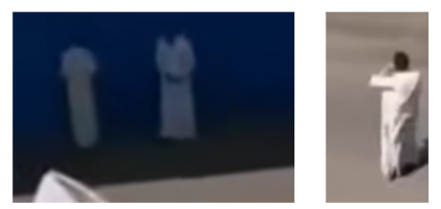 Cows at Adani port ?