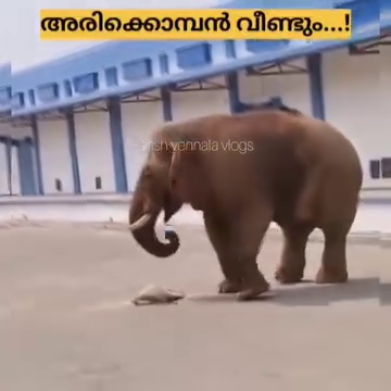 Key frame from the viral video