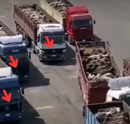 Fact Chek: ಗುಜರಾತ್ ಅದಾನಿ ಬಂದರಿನಲ್ಲಿ ಟ್ರಕ್ ಗಳಲ್ಲಿ ಹಸುಗಳನ್ನು ಅರಬ್ ದೇಶಕ್ಕೆ ಕಳಿಸಲಾಗುತ್ತಿದೆ ಎನ್ನುವುದು ನಿಜವೇ?