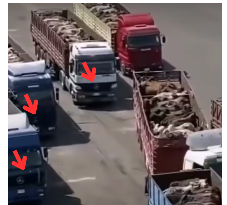 या व्हिडिओमध्ये अदानी बंदरात निर्यात करण्यासाठी आणलेल्या गायी आहेत का? हे आहे व्हायरल व्हिडिओमागील सत्य